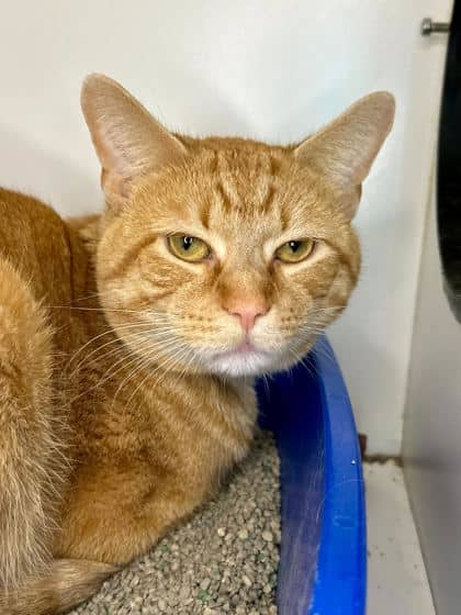 Meemo - Domestic Shorthair/Mix available for adoption
