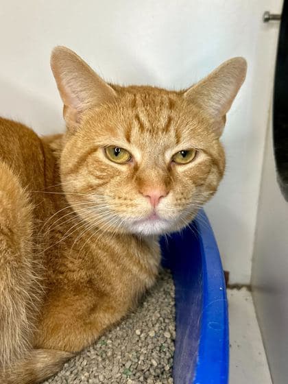 Meemo - Domestic Shorthair/Mix cat available for adoption at St. John's Humane Services in St. John's