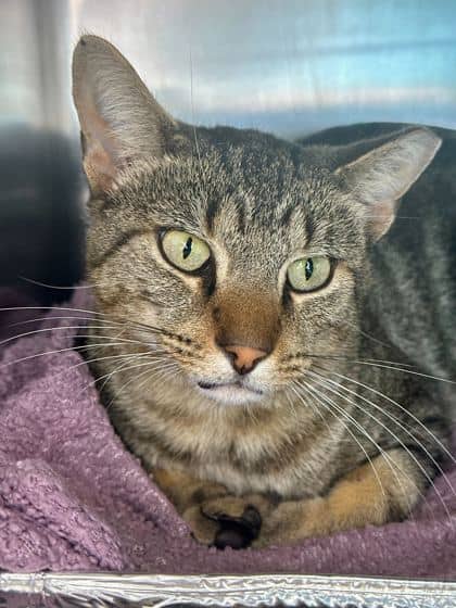 Heston - Domestic Shorthair/Mix cat available for adoption in Calgary