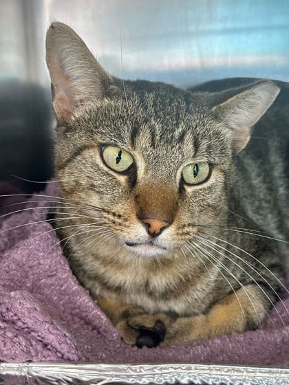 Heston - Domestic Shorthair/Mix cat available for adoption in Calgary