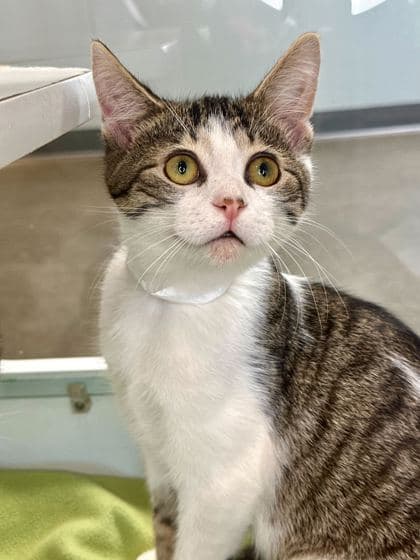 Jupiter - Domestic Shorthair/Mix cat available for adoption at St. John's Humane Services in St. John's