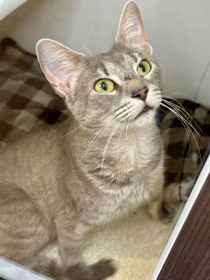 Josie - Domestic Shorthair/Mix cat available for adoption at St. John's Humane Services in St. John's