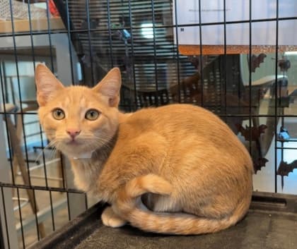 Plum - Domestic Shorthair/Mix cat available for adoption in Calgary