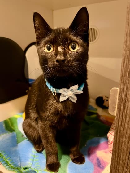 Sawyer - Domestic Shorthair/Mix cat available for adoption at St. John's Humane Services in St. John's