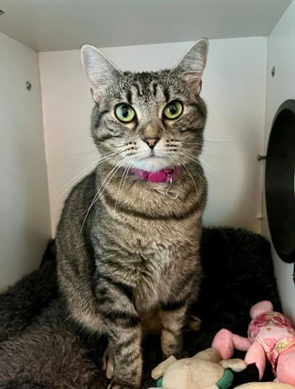 Nancy Drew - Domestic Shorthair/Mix cat available for adoption at St. John's Humane Services in St. John's