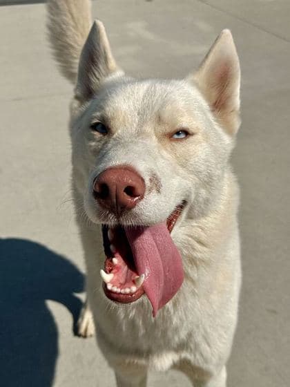 Koda Bear - Siberian Husky/Mix available for adoption in Newfoundland and Labrador