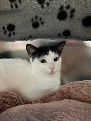 Lily - Domestic Shorthair cat available for adoption at Ontario SPCA (Toronto Area) in Whitby