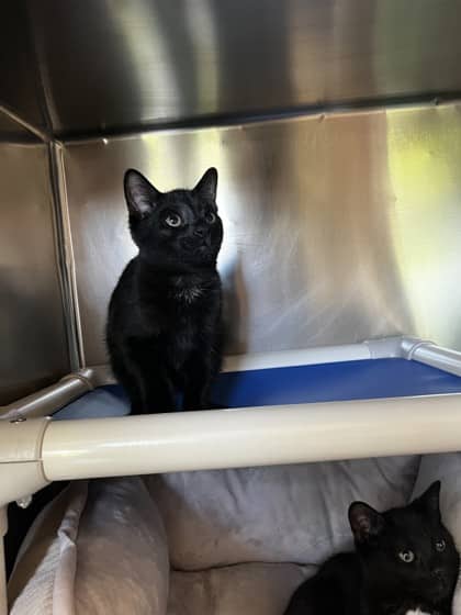 Sterling - Domestic Shorthair cat available for adoption at Ontario SPCA (Toronto Area) in Toronto