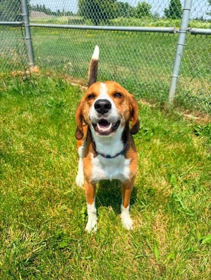 Trapper - Hound available for adoption