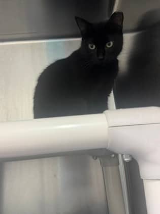 Mica - Domestic Shorthair cat available for adoption at Ontario SPCA (Toronto Area) in Whitby