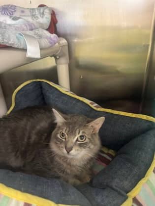 Casper - Domestic Medium Hair cat available for adoption at Ontario SPCA (Toronto Area) in Whitby