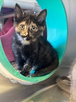 Slinky - Domestic Shorthair cat available for adoption at Ontario SPCA (Toronto Area) in Whitby