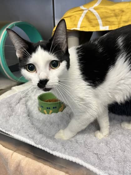 Angel - Domestic Shorthair cat available for adoption at Ontario SPCA (Toronto Area) in Whitby