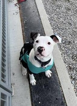 Callie - Bulldog available for adoption
