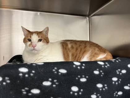 Cardi - Domestic Shorthair cat available for adoption at Ontario SPCA (Toronto Area) in Whitby