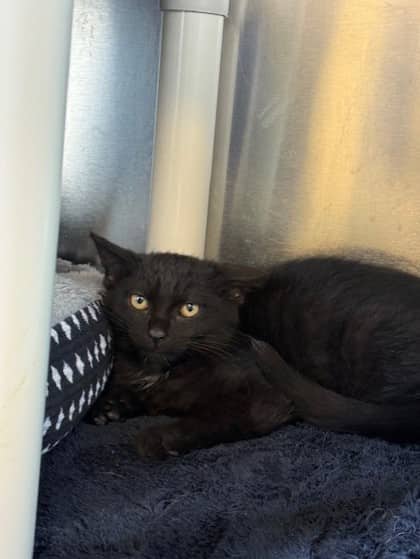 Camille - Domestic Shorthair available for adoption