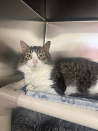 Dracula - Domestic Medium Hair cat available for adoption at Ontario SPCA (Toronto Area) in Whitby
