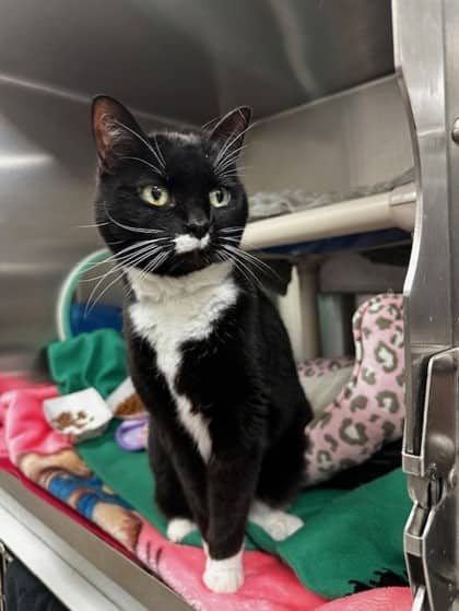 Mooshie - Domestic Shorthair available for adoption