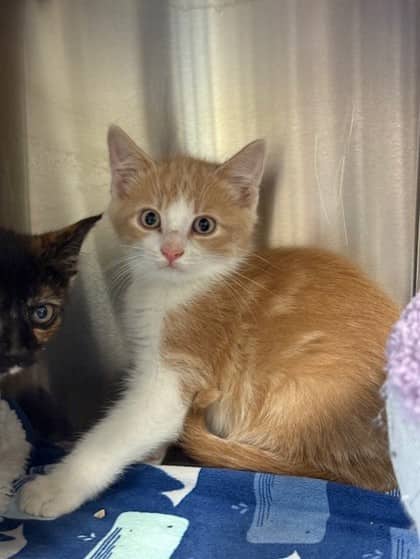 Mustang - Domestic Shorthair cat available for adoption at Ontario SPCA (Toronto Area) in Toronto
