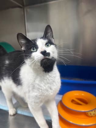Ariana - Domestic Shorthair cat available for adoption in Calgary