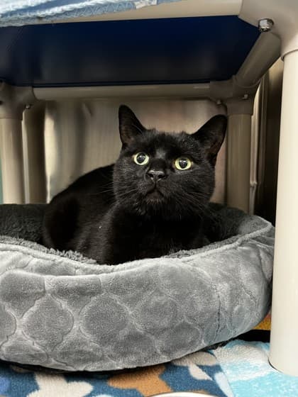 Luke - Domestic Shorthair available for adoption