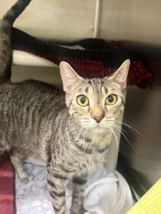 Candy Corn - Domestic Medium Hair cat available for adoption at Ontario SPCA (Toronto Area) in Whitby