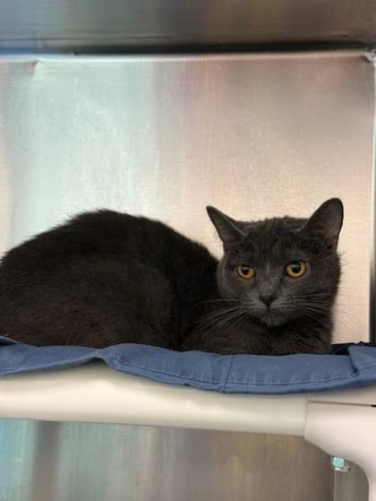 Ash - Domestic Shorthair cat available for adoption at Ontario SPCA (Toronto Area) in Toronto