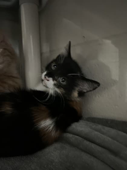 Bethany - Domestic Shorthair cat available for adoption at Ontario SPCA (Toronto Area) in Toronto