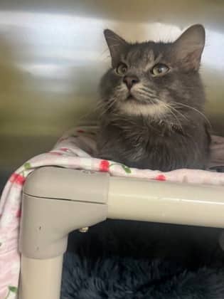 Batty - Domestic Medium Hair cat available for adoption at Ontario SPCA (Toronto Area) in Whitby