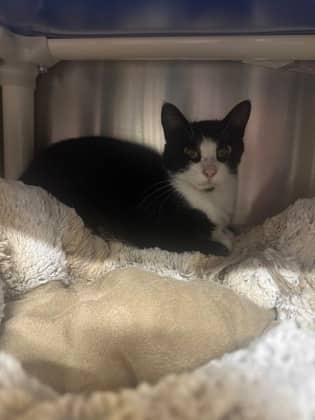 Scheana - Domestic Shorthair cat available for adoption at Ontario SPCA (Toronto Area) in Toronto