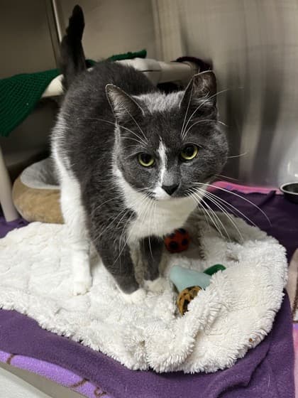 Nathan - Domestic Shorthair cat available for adoption at Ontario SPCA (Toronto Area) in Toronto