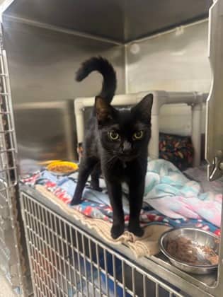 Cobweb - Domestic Medium Hair cat available for adoption at Ontario SPCA (Toronto Area) in Whitby