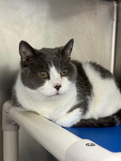 Bella - Domestic Shorthair cat available for adoption at Ontario SPCA (Toronto Area) in Toronto