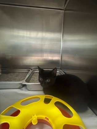 Dexter - Domestic Shorthair cat available for adoption at Ontario SPCA (Toronto Area) in Toronto
