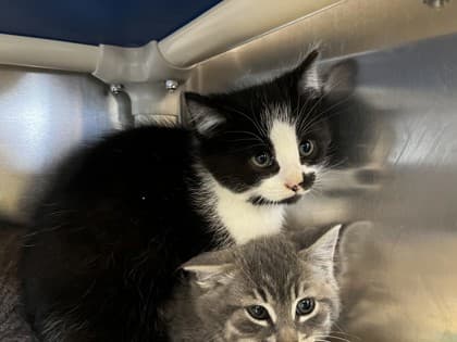 Crush - Domestic Shorthair cat available for adoption at Ontario SPCA (Toronto Area) in Toronto