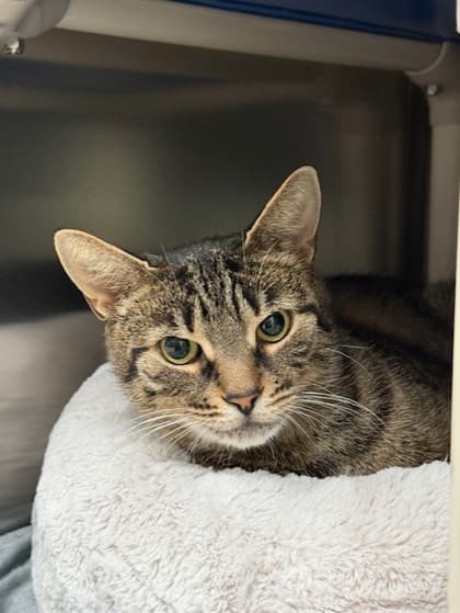 Marge - Domestic Shorthair available for adoption