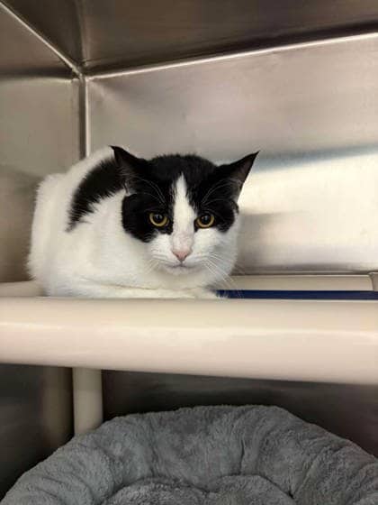 Chip - Domestic Shorthair cat available for adoption at Ontario SPCA (Toronto Area) in Whitby