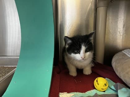 Marlin - Domestic Shorthair cat available for adoption at Ontario SPCA (Toronto Area) in Toronto