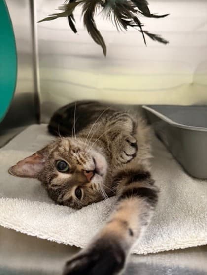 Glitch - Domestic Shorthair available for adoption