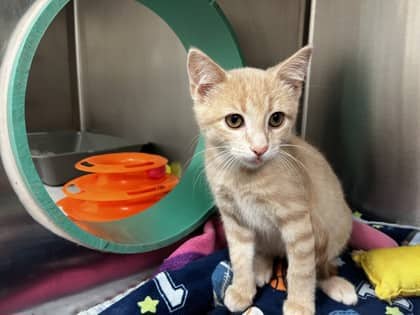Roy - Domestic Shorthair available for adoption
