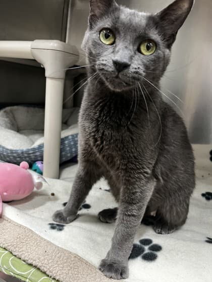 Willow - Domestic Medium Hair cat available for adoption at Ontario SPCA (Toronto Area) in Toronto