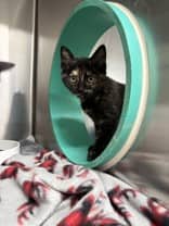 Dior - Domestic Shorthair available for adoption