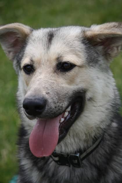 Courage - Shepherd available for adoption