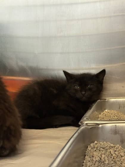 Gabriel - Domestic Shorthair cat available for adoption at Ontario SPCA (Toronto Area) in Whitby