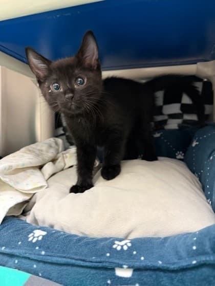 Patty - Domestic Shorthair cat available for adoption at Ontario SPCA & Humane Society in Whitby