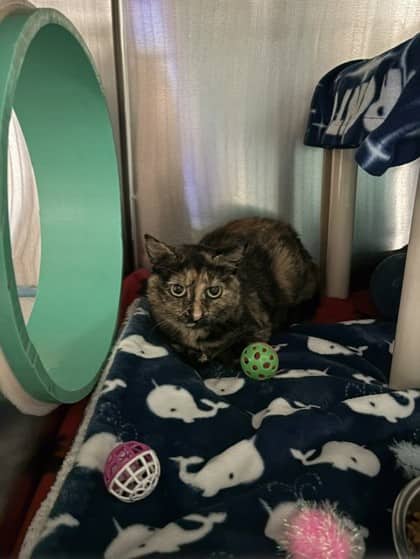Missy - Domestic Shorthair cat available for adoption at Ontario SPCA (Toronto Area) in Toronto