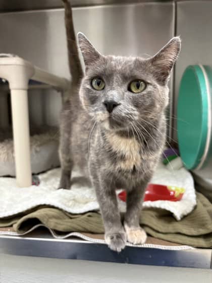 Mo - Domestic Shorthair available for adoption