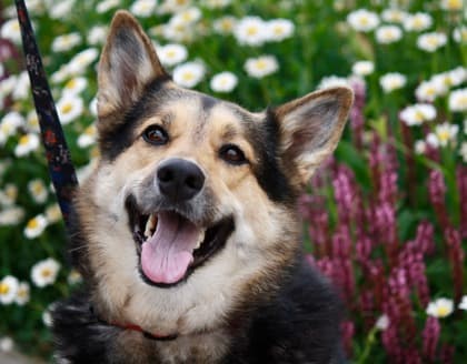 Fran - German Shepherd available for adoption