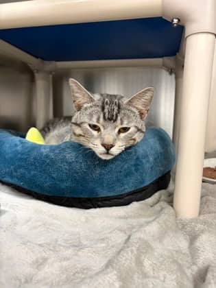 Junior - Domestic Shorthair cat available for adoption at Ontario SPCA (Toronto Area) in Whitby