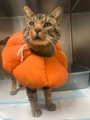 Gary - Domestic Shorthair cat available for adoption at Ontario SPCA (Toronto Area) in Whitby